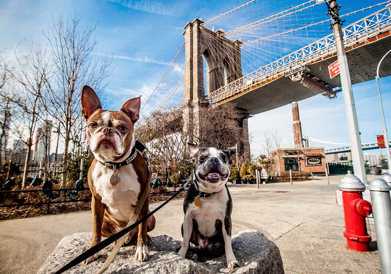 Traveling with Pets: Flying to New York City with Your Furry Companion and Recommended Booking Platforms