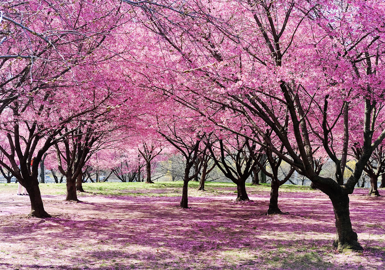 Springtime Splendor: Exploring Pamplona’s Cultural Delights!